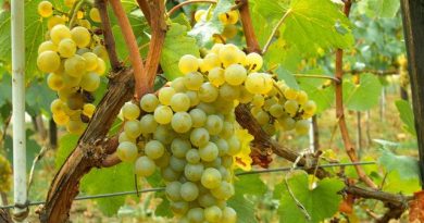 <strong>La sequía provocará una caída del 25% en la producción de uva y un 70% en  el almendro y olivar</strong>